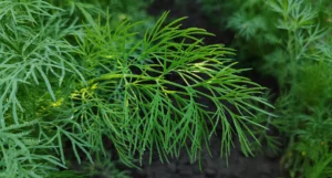 kem-ai-cap-mon-kem-healthy