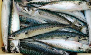 vi-sao-cha-ca-nha-trang